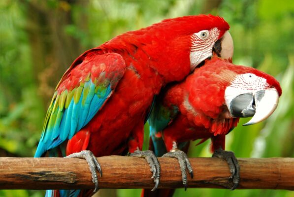 couple Male and Female Macaw