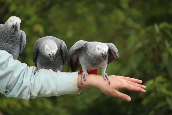 African Grey Parrot for Sale