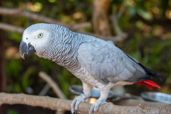 African Grey Parrot Intelligence