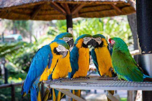 Cincinnati Ohio Macaw Parrots Purchase
