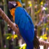 Single Blue Hyacinth Macaw