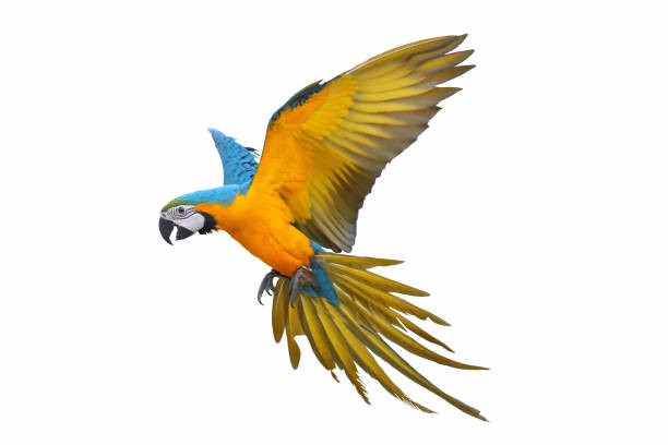 Macaw Parrots for Sale Charlotte North Carolina