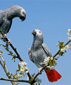 Buy couple African Grey Parrot
