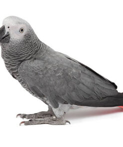 Female Congo African Grey for sale