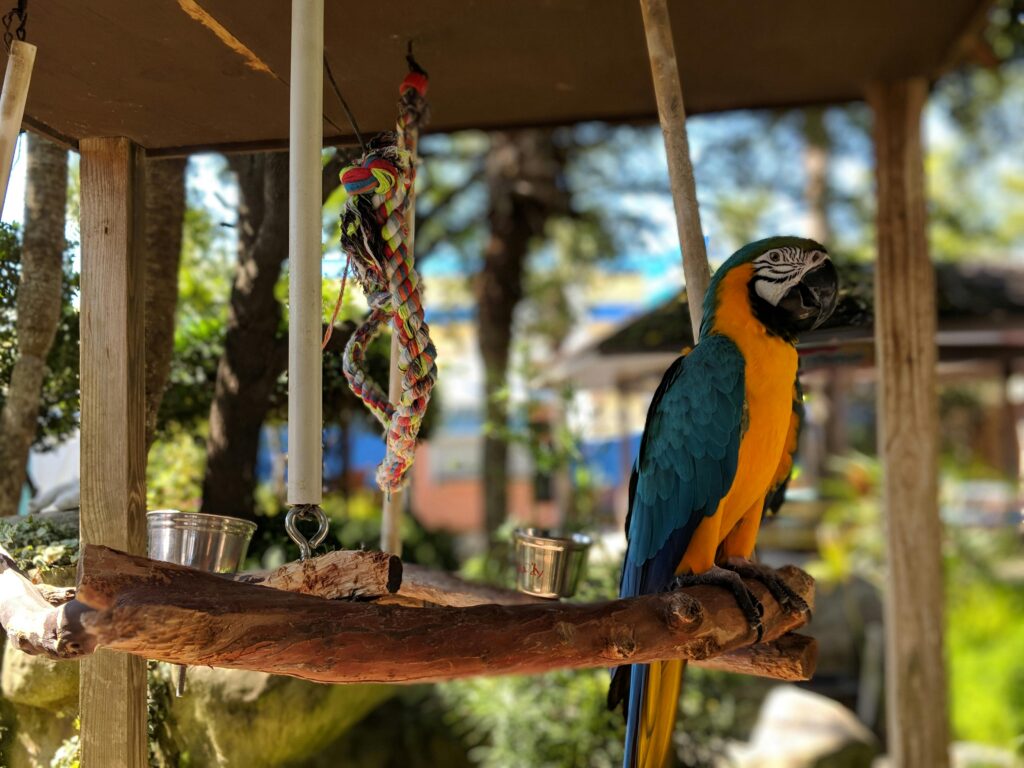 Macaw Parrots Available Philadelphia Pennsylvania