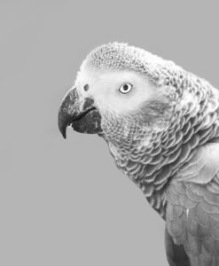 African Grey Parrot Care Guide