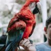 Order Catalina macaw parrot usa