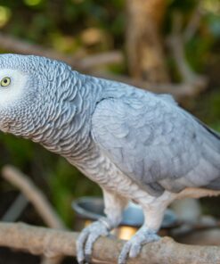 Order Single African Grey Online
