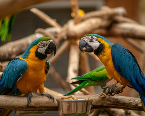 couple Male and Female Macaw