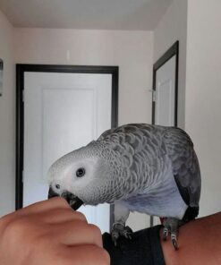 Female Congo African Grey for sale