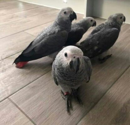 Female Congo African Grey for sale
