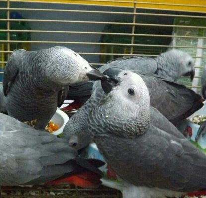 Female Congo African Grey for sale