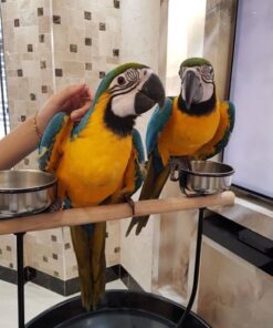 couple Male and Female Macaw