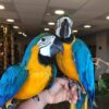 couple Male and Female Macaw
