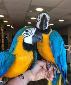 couple Male and Female Macaw