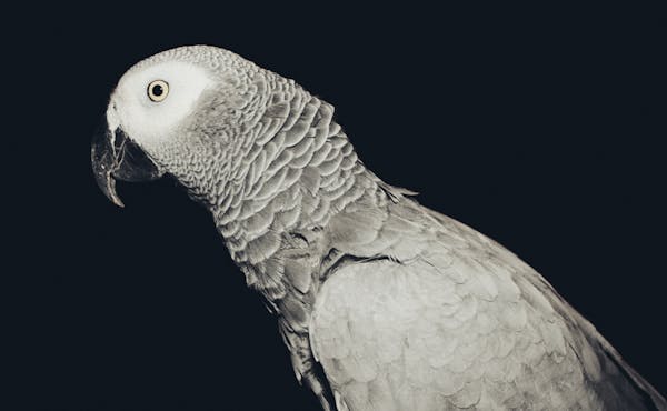 Best Food for African Grey Parrots