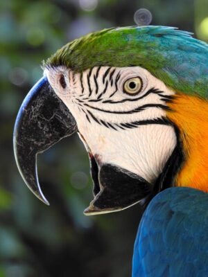 Types of Macaw Parrots