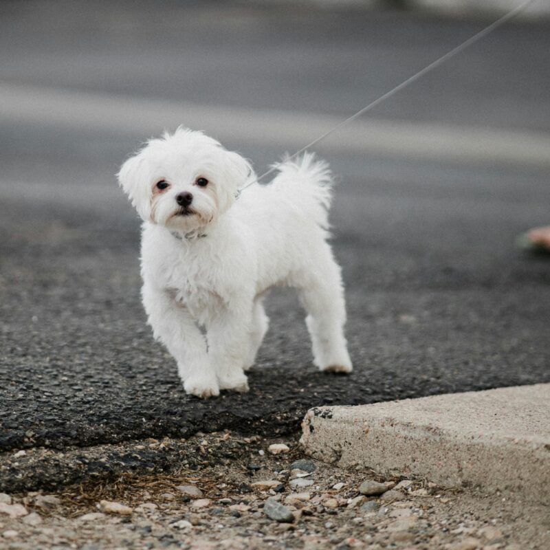 Complete Guide to Raising a Happy Maltese Puppy