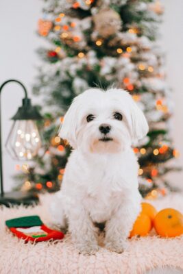 Maltese Puppy Care Tips