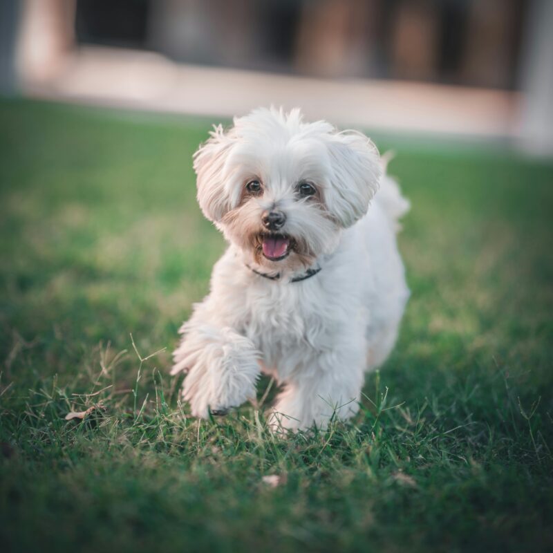 Maltese Puppy Training Guide