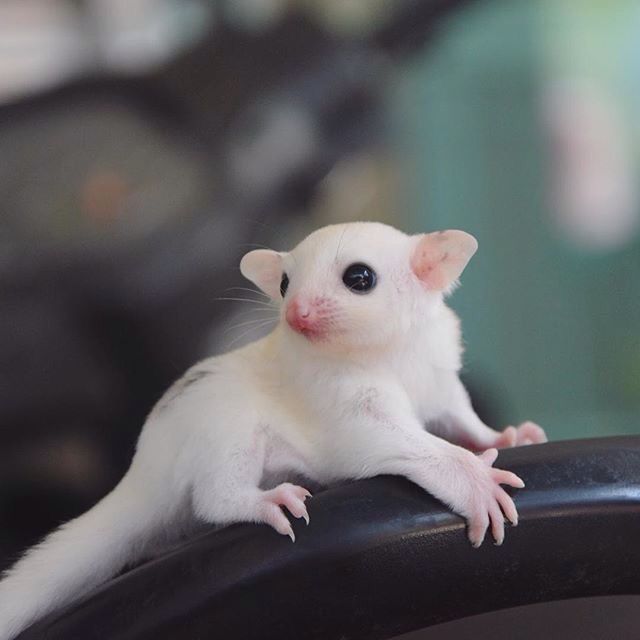 Can I buy white sugar glider online?