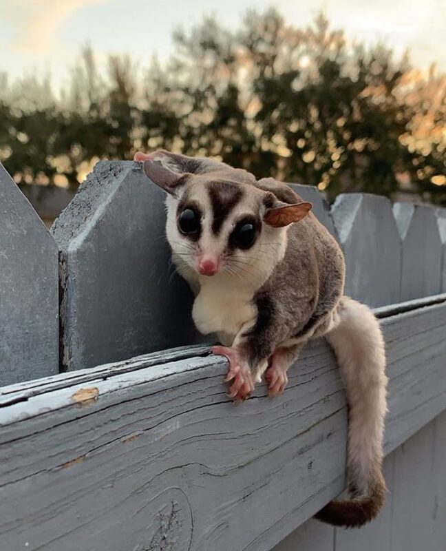 Pet Sugar Glider