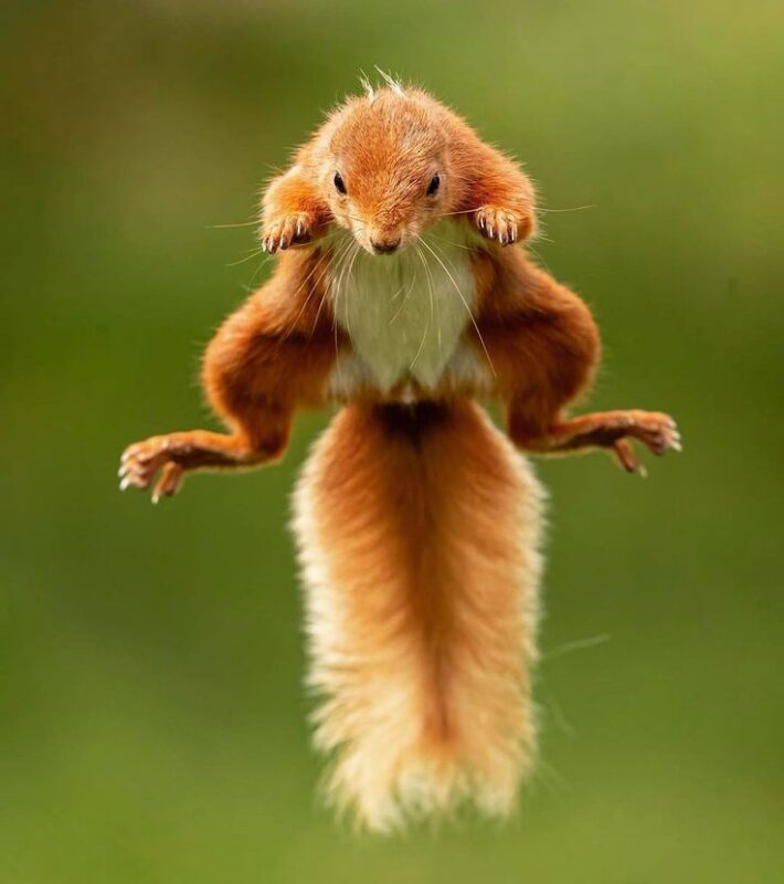 buy flying squirrel near me