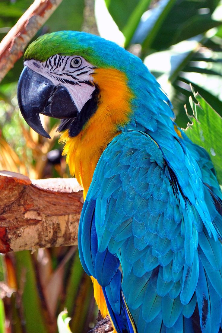 Macaw Parrots for Sale Chicago Illinois
