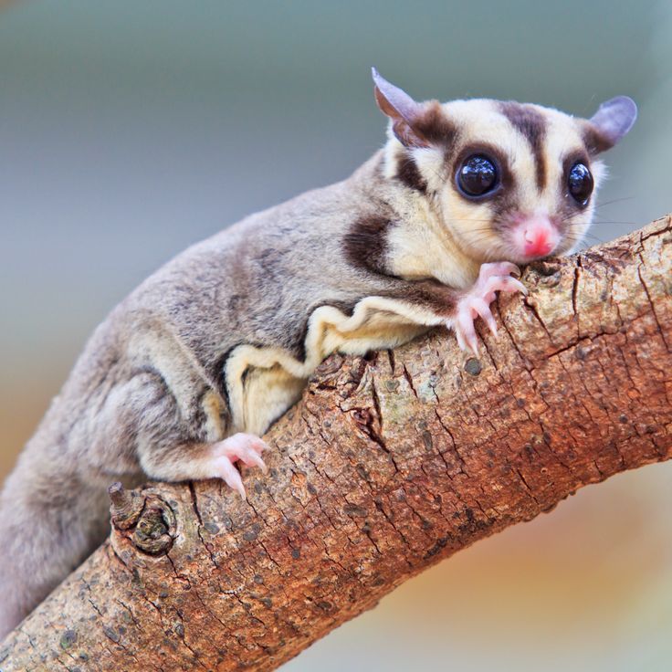 Sugar glider for sale