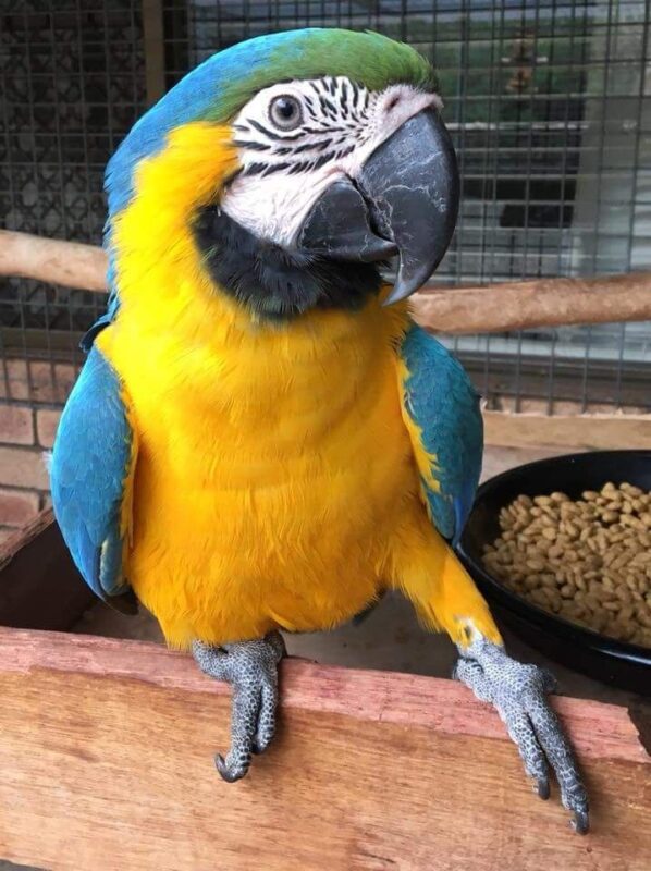 Buy Macaw Parrots Near Me Orlando Florida