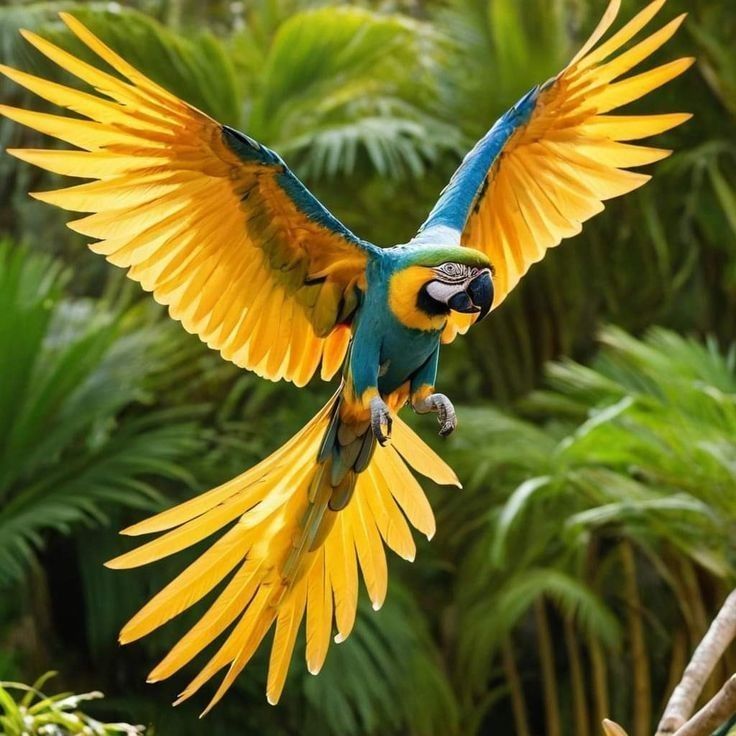 Buy Macaw Parrots usa