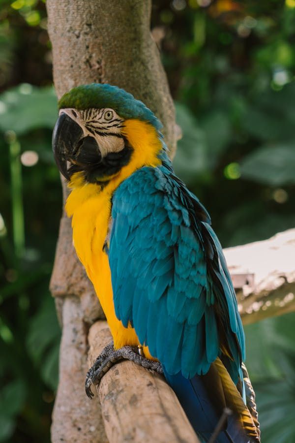 Where to Buy Macaw Parrots Houston Texas