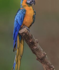 Single Blue Hyacinth Macaw