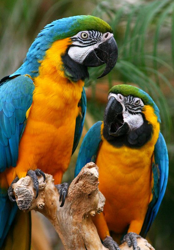 couple Male and Female Macaw