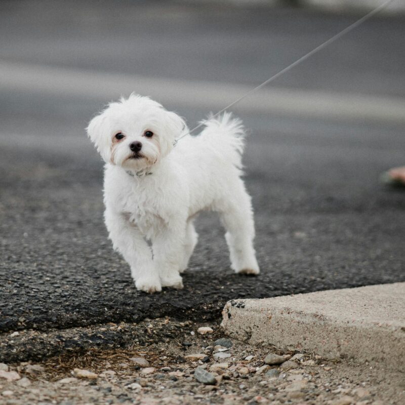 Maltese Puppy For sale