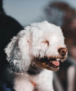 Adopt a Single Maltese Puppy in USA