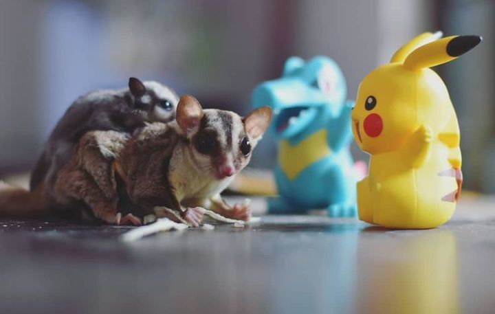 Sugar Glider online shop