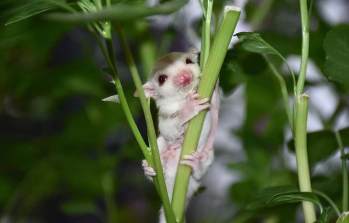 Buy Sugar Gliders Online