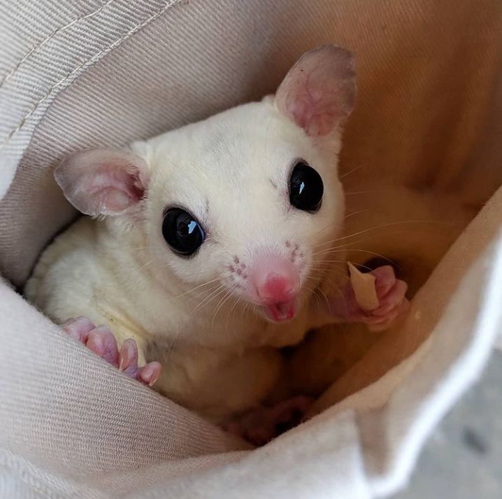 Buy Sugar Gliders Online