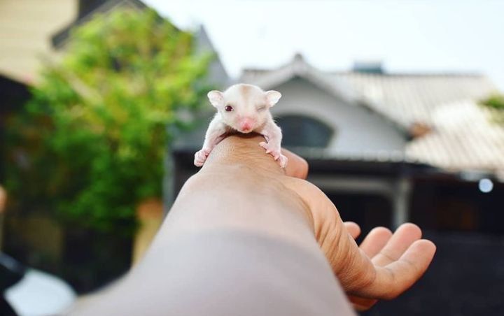Sugar Gliders for Sale Near Me