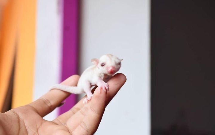 Affordable Sugar Gliders for Sale
