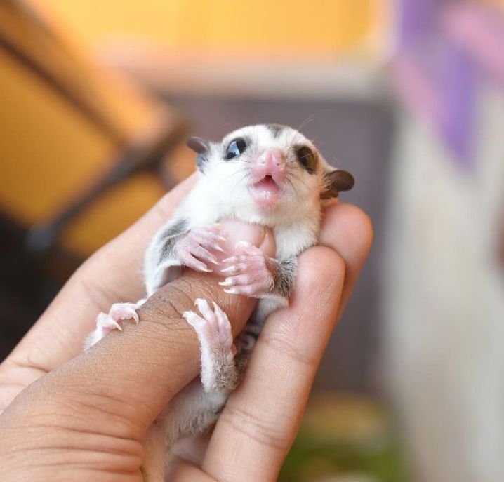Hand-Raised Sugar Gliders for Sale