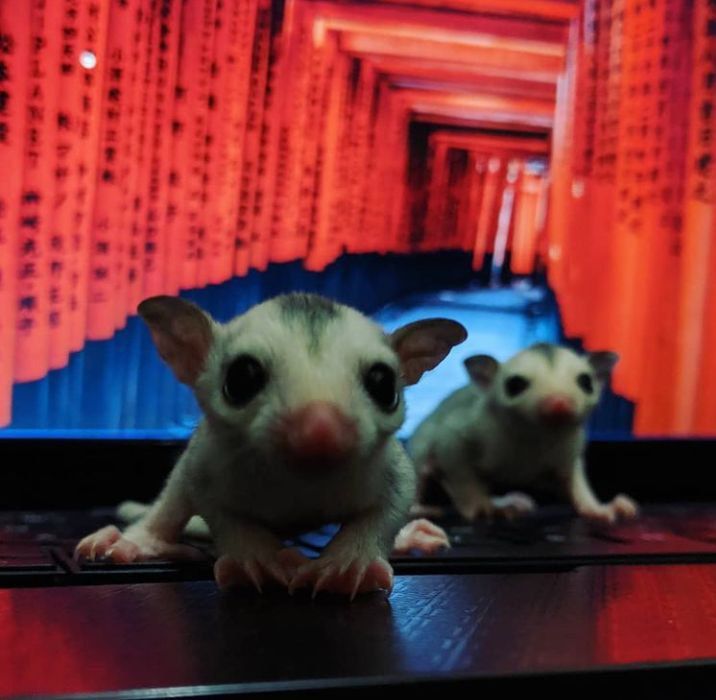 Order Sugar Gliders Today