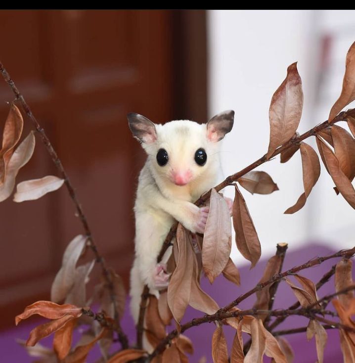 Do pet sugar gliders bite?