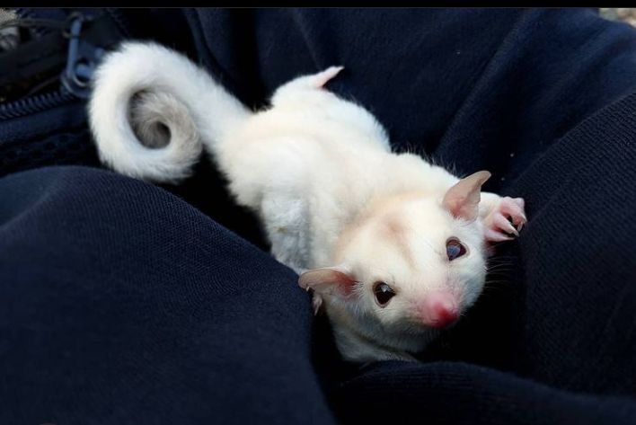 Where to Adopt Sugar Gliders Online in USA