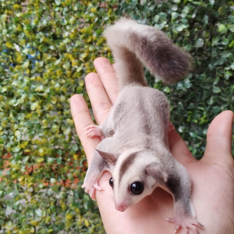 Adopt Sugar Gliders Online