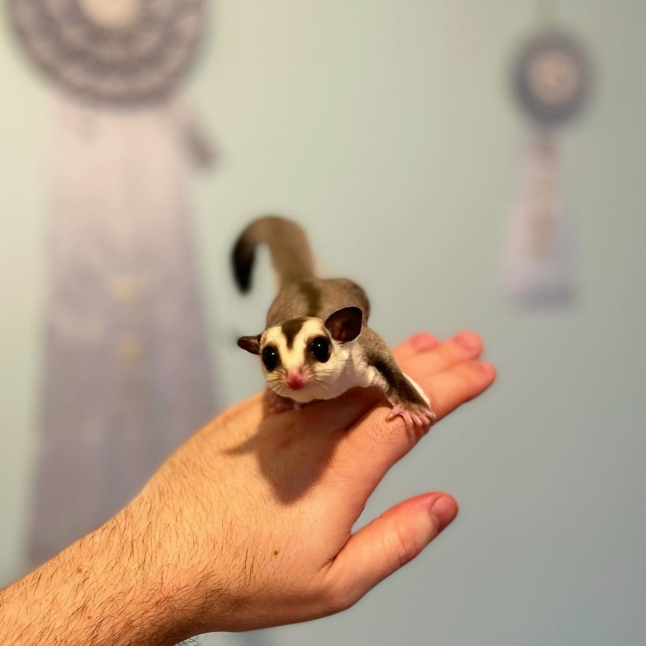 Adopt Sugar Gliders Online Safe Delivery