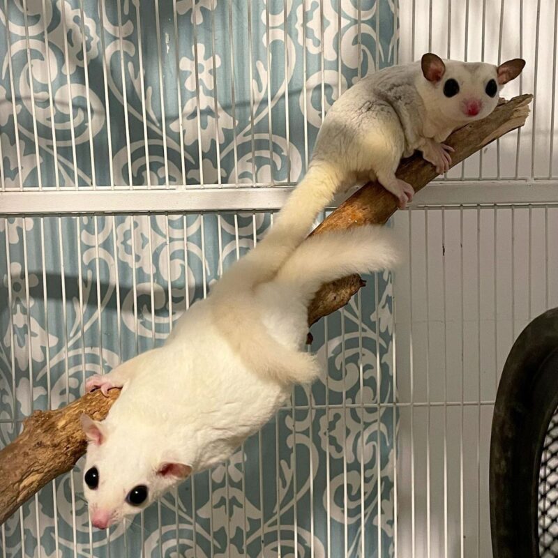 Where can i buy a sugar glider near me