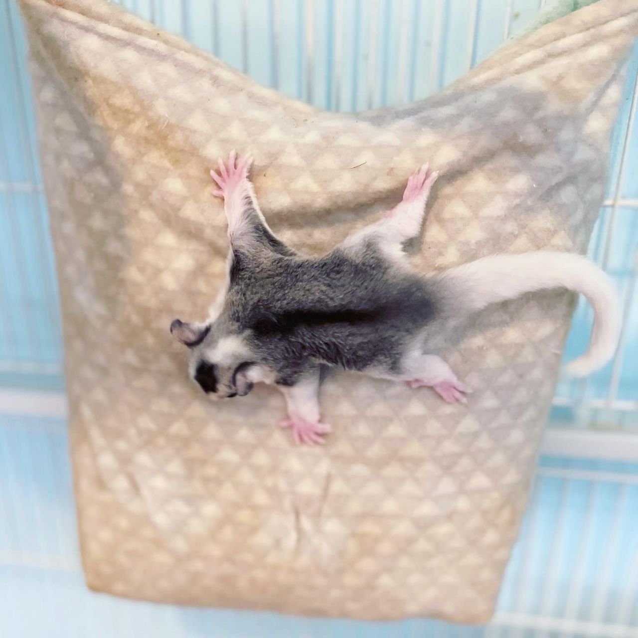 Do pet sugar gliders fly?