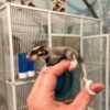 Adopt Fanny Sugar Glider
